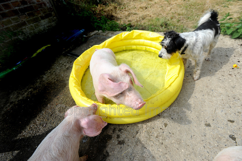 DSC 2455 
 Lop ear pigs take a dip in a paddling pool on the hottest day of the year so far at Hazeledene farm, Chesham.On the 22 of July 2013 
 Keywords: lop eared pig, piglets, paddle, paddling pool, swim, farm, Chesham, England, hot, weather, tempurature