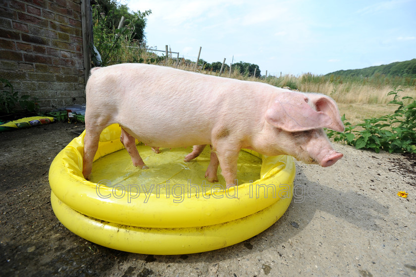 DSC 2466 
 Lop ear pigs take a dip in a paddling pool on the hottest day of the year so far at Hazeledene farm, Chesham.On the 22 of July 2013 
 Keywords: lop eared pig, piglets, paddle, paddling pool, swim, farm, Chesham, England, hot, weather, tempurature