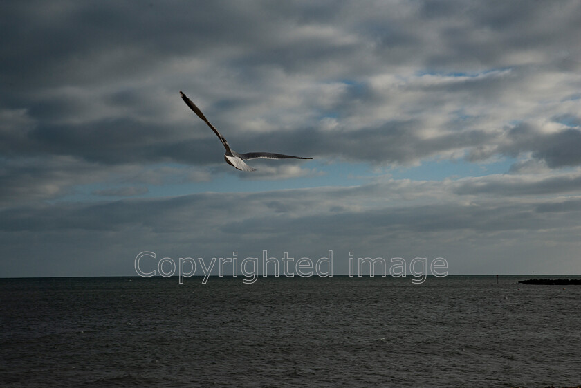 lyme-051 
 Lyme Regis and Uplyme riverside walk 
 Keywords: Lyme Regis, Uplyme, coastal town, Devon, Dorset, boarder, riverwalk, seaside, sea view, seagul, flying, flying away, out to sea, sea, calm, grey clouds, blue sky, cloudy