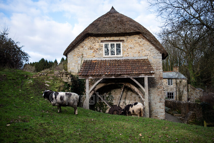 lyme-072 
 Lyme Regis and Uplyme riverside walk. Mill house with Sheep. 
 Keywords: Lyme Regis, Uplyme, coastal town, Devon, Dorset, boarder, riverwalk, seaside, sea view, gardens, Sheep, Mill, Thatch, Rarebreed sheep