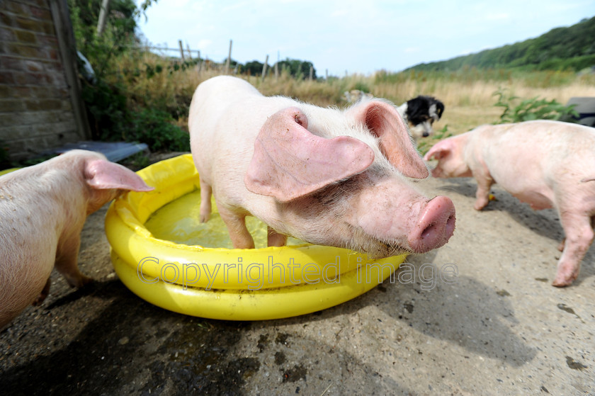 DSC 2458 
 Lop ear pigs take a dip in a paddling pool on the hottest day of the year so far at Hazeledene farm, Chesham.On the 22 of July 2013 
 Keywords: lop eared pig, piglets, paddle, paddling pool, swim, farm, Chesham, England, hot, weather, tempurature