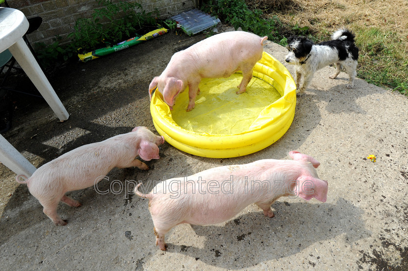 DSC 2451 
 Lop ear pigs take a dip in a paddling pool on the hottest day of the year so far at Hazeledene farm, Chesham.On the 22 of July 2013 
 Keywords: lop eared pig, piglets, paddle, paddling pool, swim, farm, Chesham, England, hot, weather, tempurature