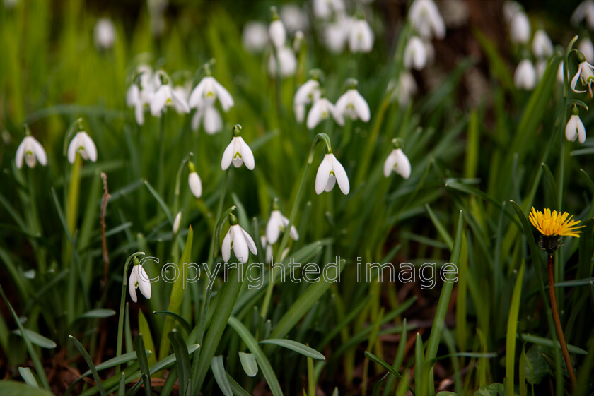 lyme-067 
 Lyme Regis and Uplyme riverside walk 
 Keywords: Lyme Regis, Uplyme, coastal town, Devon, Dorset, boarder, riverwalk, seaside, sea view, gardens. Snowdrops and Dandillion, springtime, spring