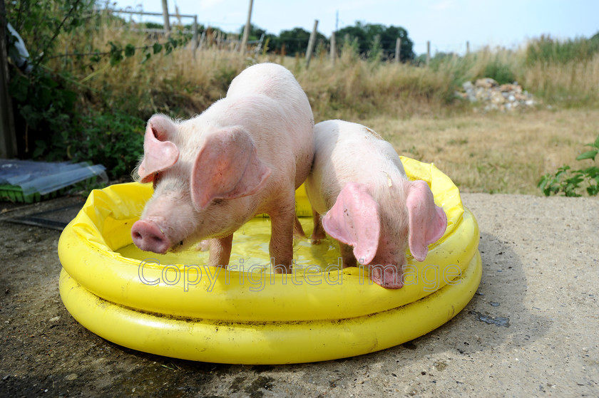 DSC 2479 
 Lop ear pigs take a dip in a paddling pool on the hottest day of the year so far at Hazeledene farm, Chesham.On the 22 of July 2013 
 Keywords: lop eared pig, piglets, paddle, paddling pool, swim, farm, Chesham, England, hot, weather, tempurature