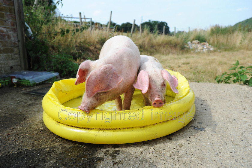 DSC 2478 
 Lop ear pigs take a dip in a paddling pool on the hottest day of the year so far at Hazeledene farm, Chesham.On the 22 of July 2013 
 Keywords: lop eared pig, piglets, paddle, paddling pool, swim, farm, Chesham, England, hot, weather, tempurature